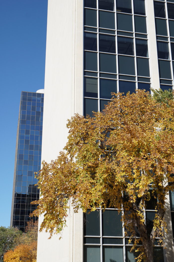 The Norquay Building with a tree growing in front and a building visible behind.