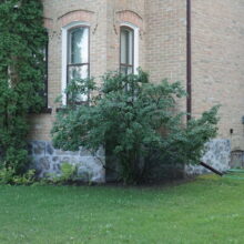 Image 3: Bush in front of corner main floor windows